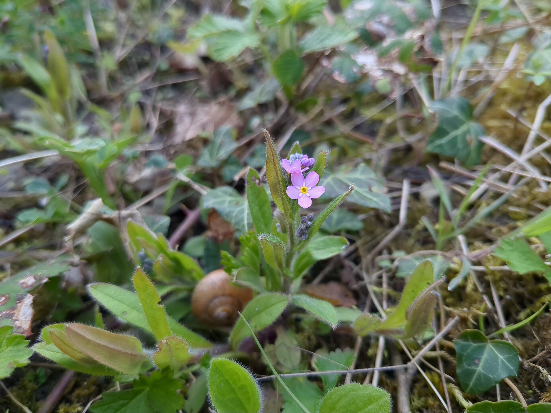 Delicate wildflowers blooming amidst the lush, verdant forest undergrowth.