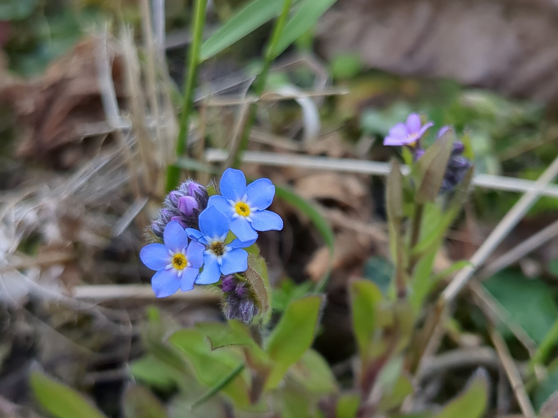 Blue wildflowers blooming in the soft focus of the natural world.