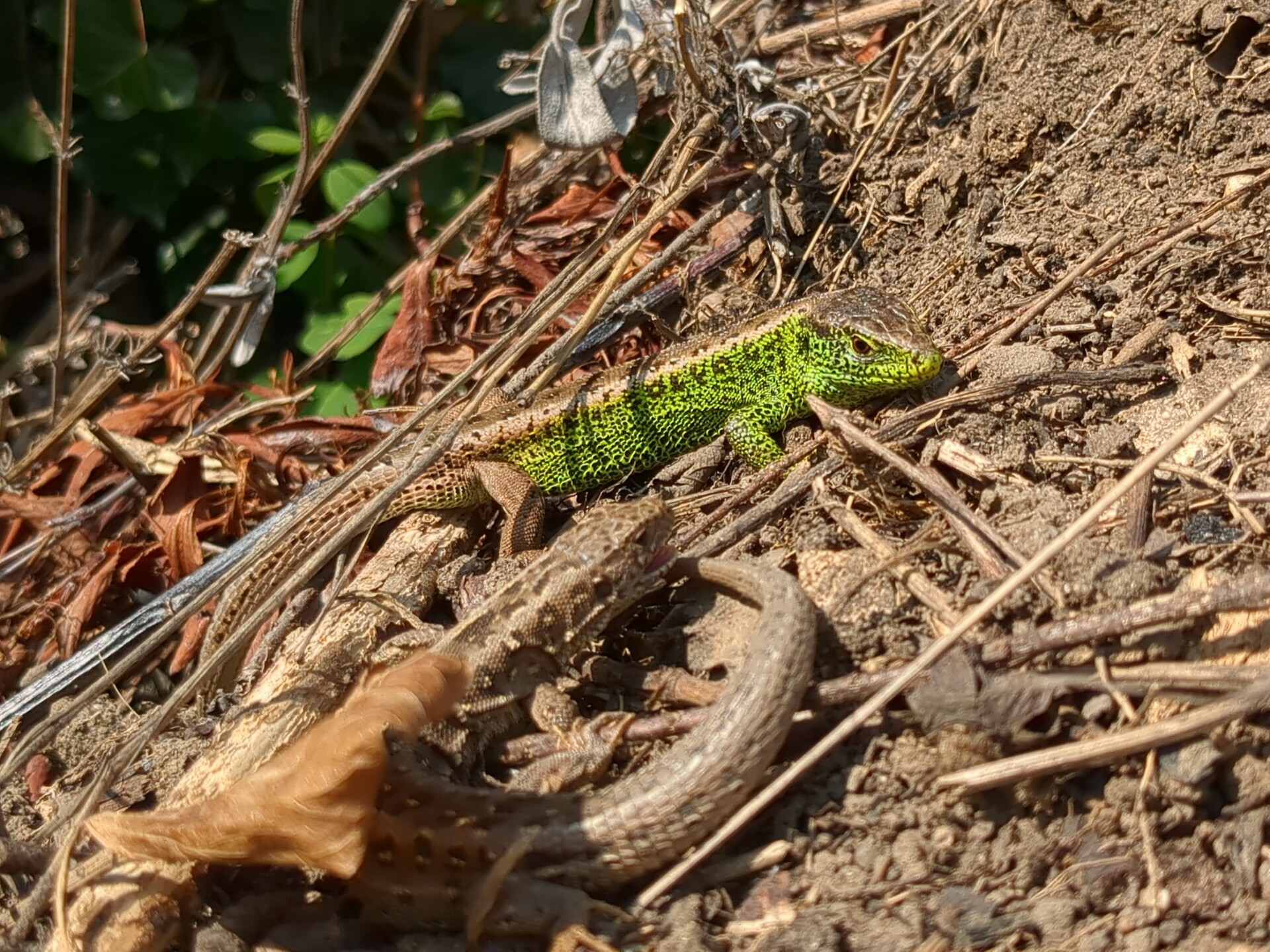 A jewel-toned lizard resting among the dry, earthy debris.