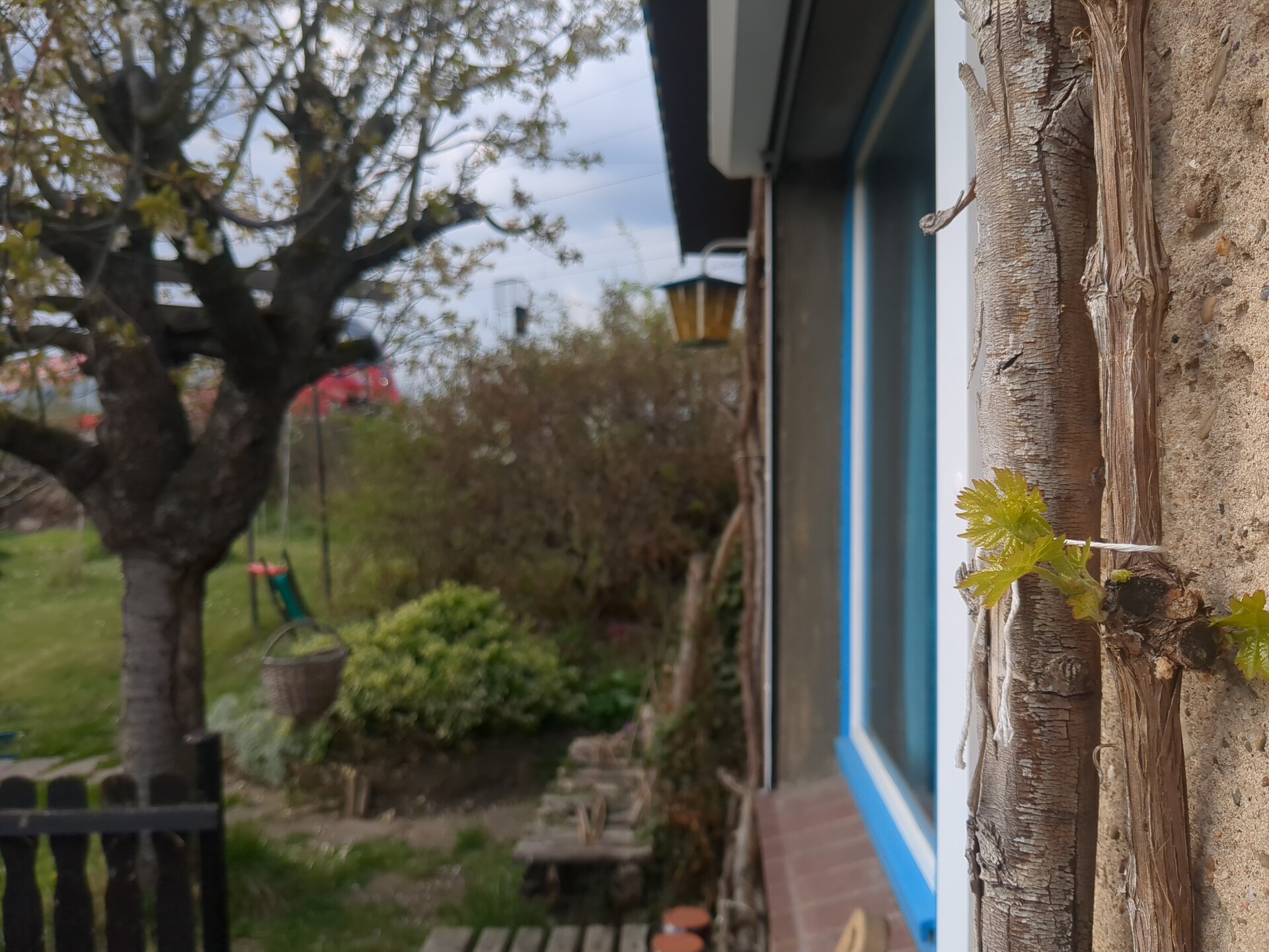 Weathered stucco wall featuring a natural root, juxtaposing nature and architecture.