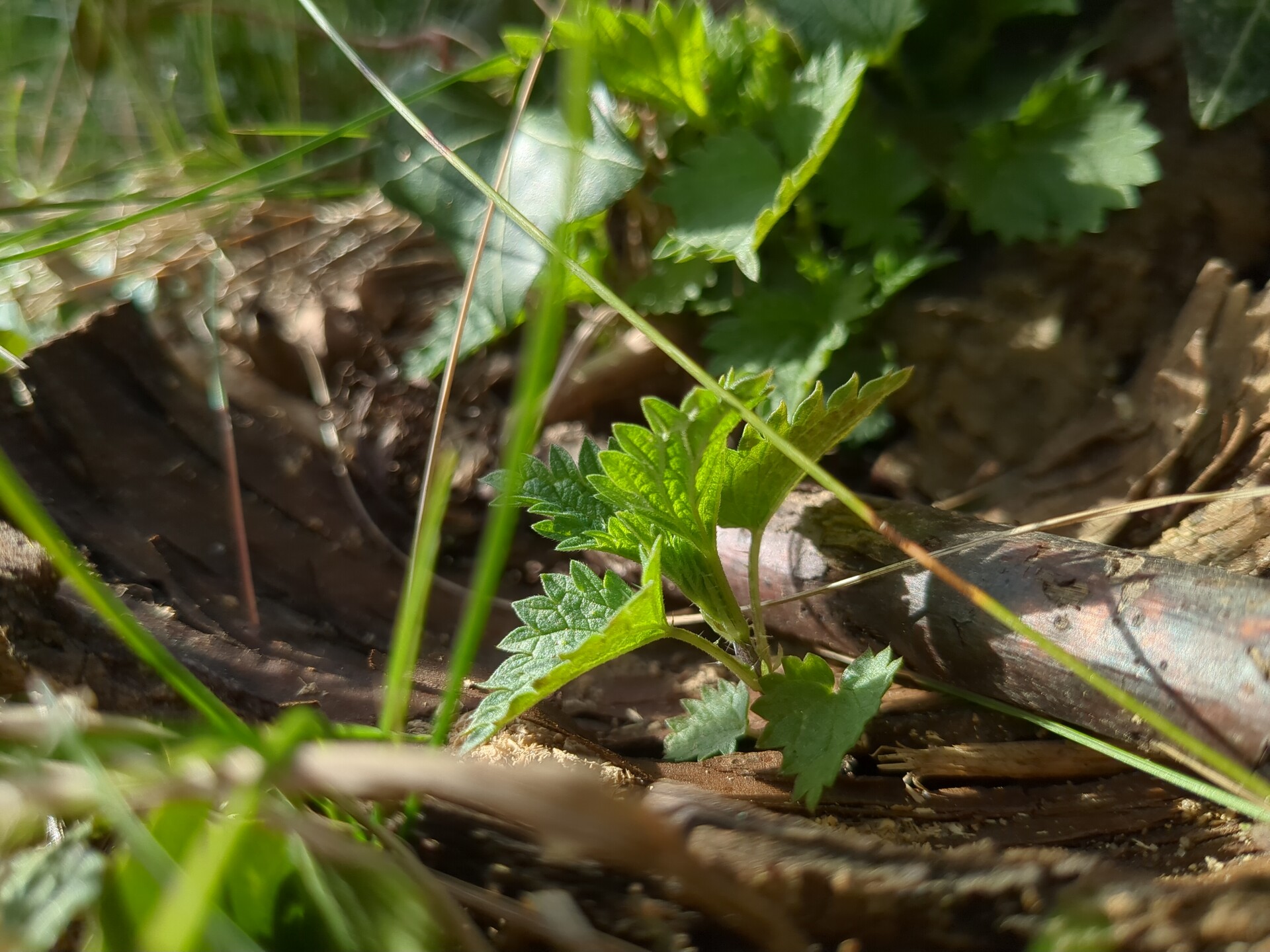 A delicate study of life, texture, and forgotten objects emerging from the earth.