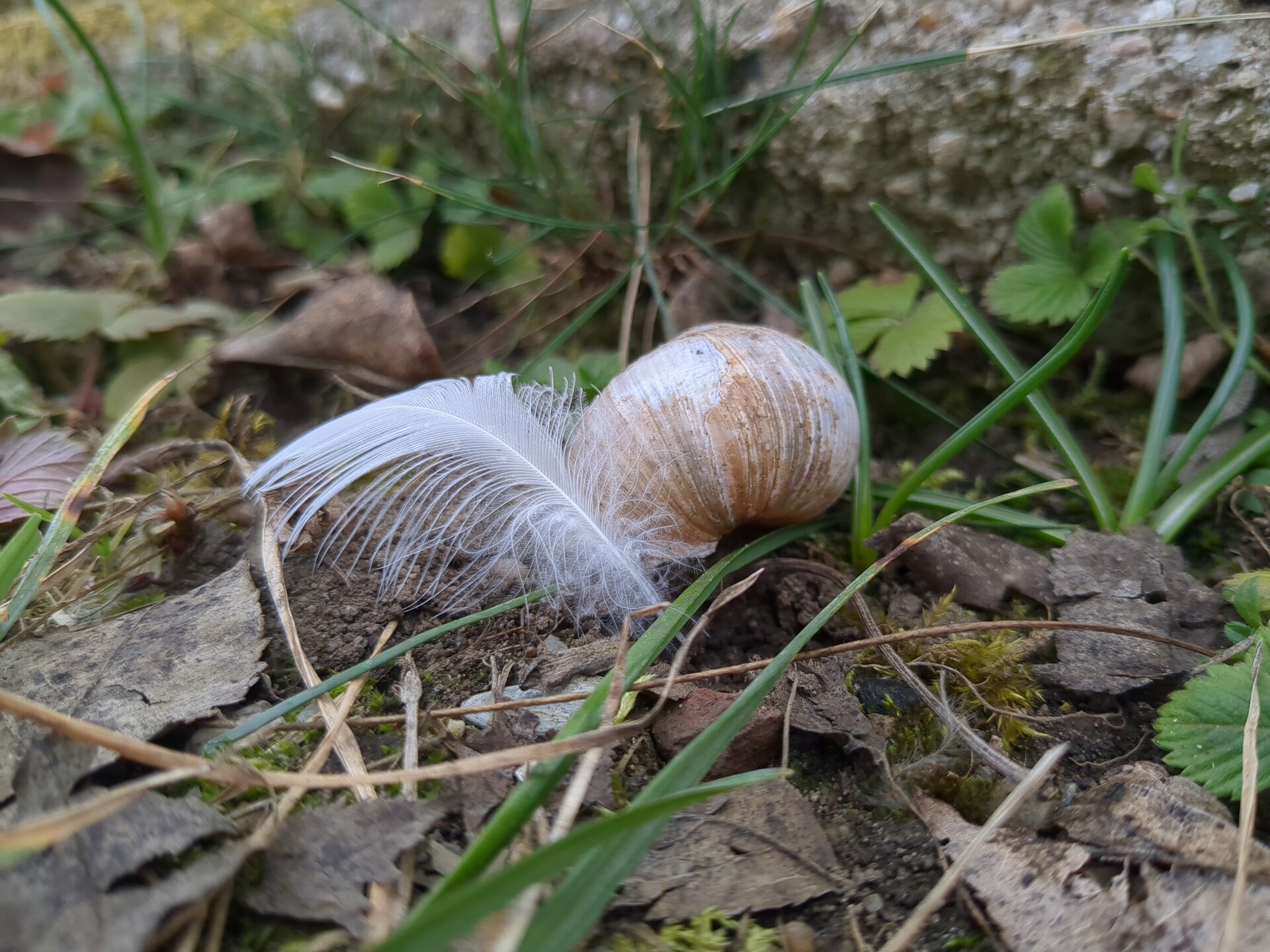 The delicate contrast of a feather and shell nestled in natural earth tones.