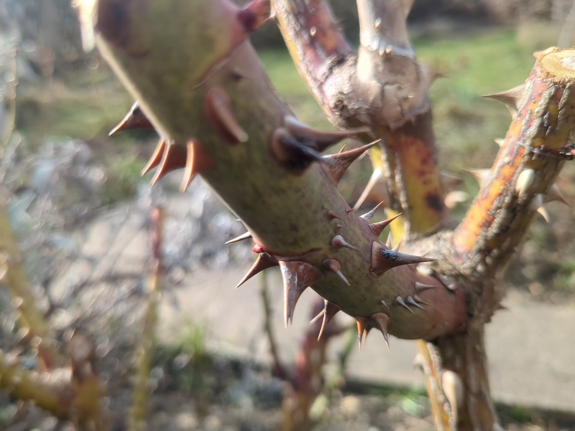 A study in natural form and texture, capturing the sharp lines of growth.