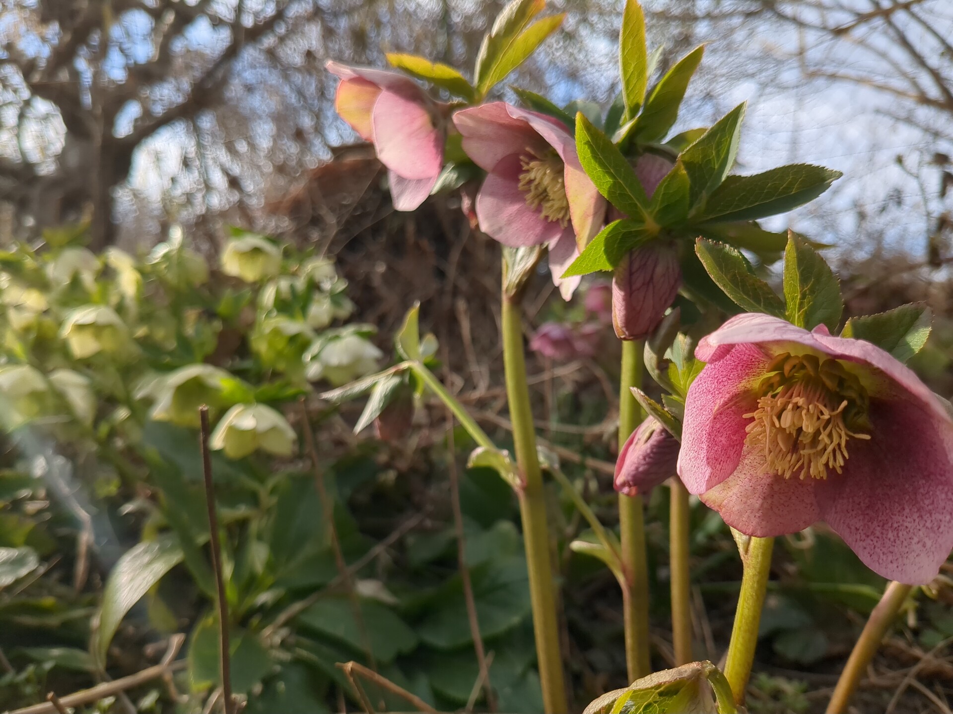 Delicate pink blooms capturing the soft, ephemeral beauty of spring.