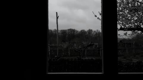 Monochromatic view of a quiet, overgrown garden scene under an overcast sky.
