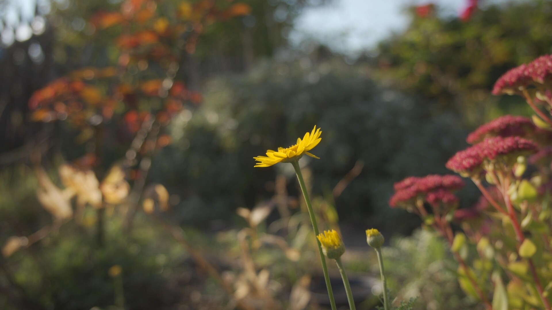 Capturing the quiet beauty of a single yellow bloom in soft natural light.