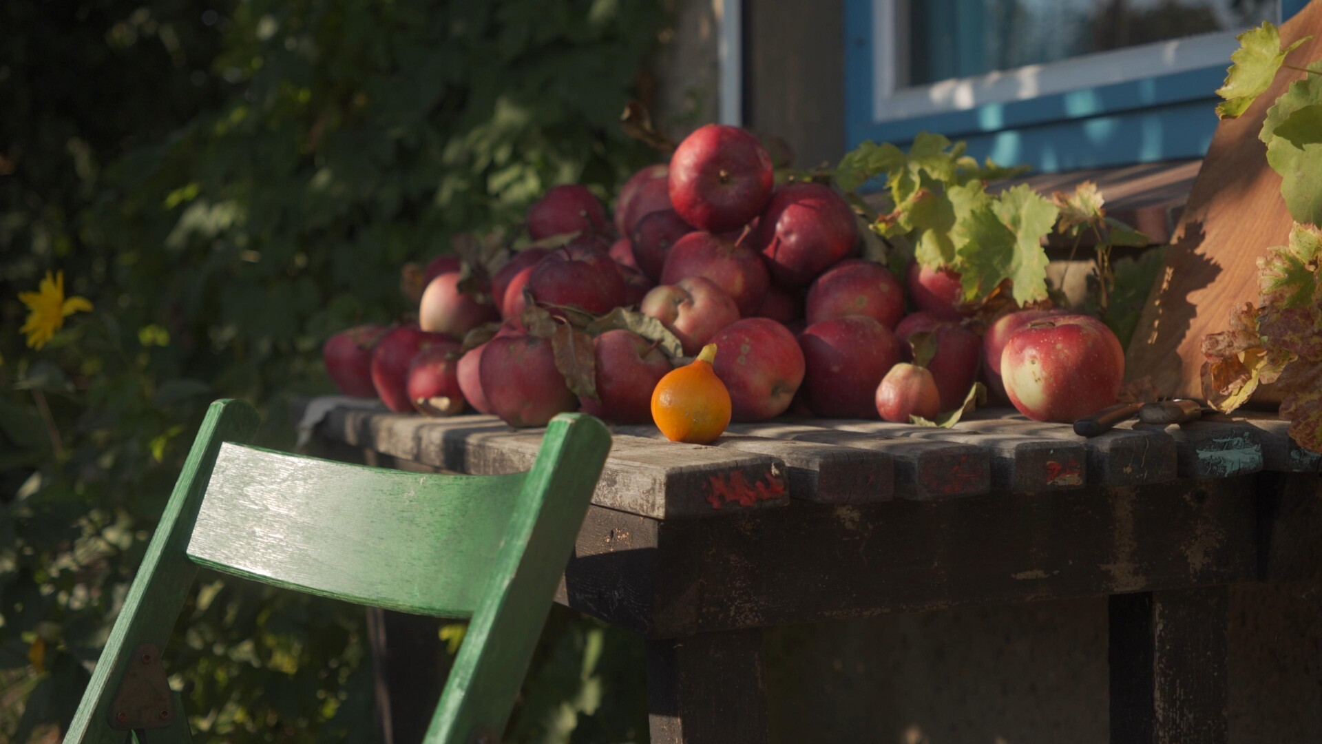 A rustic still life arrangement of ripe apples and green foliage.