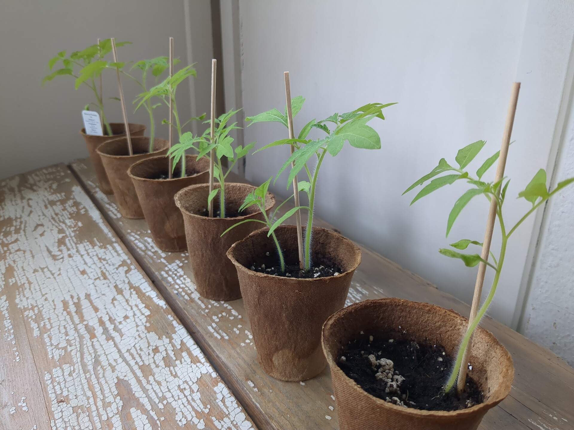 Delicate green seedlings arranged on rustic wood, symbolizing growth and natural beauty.