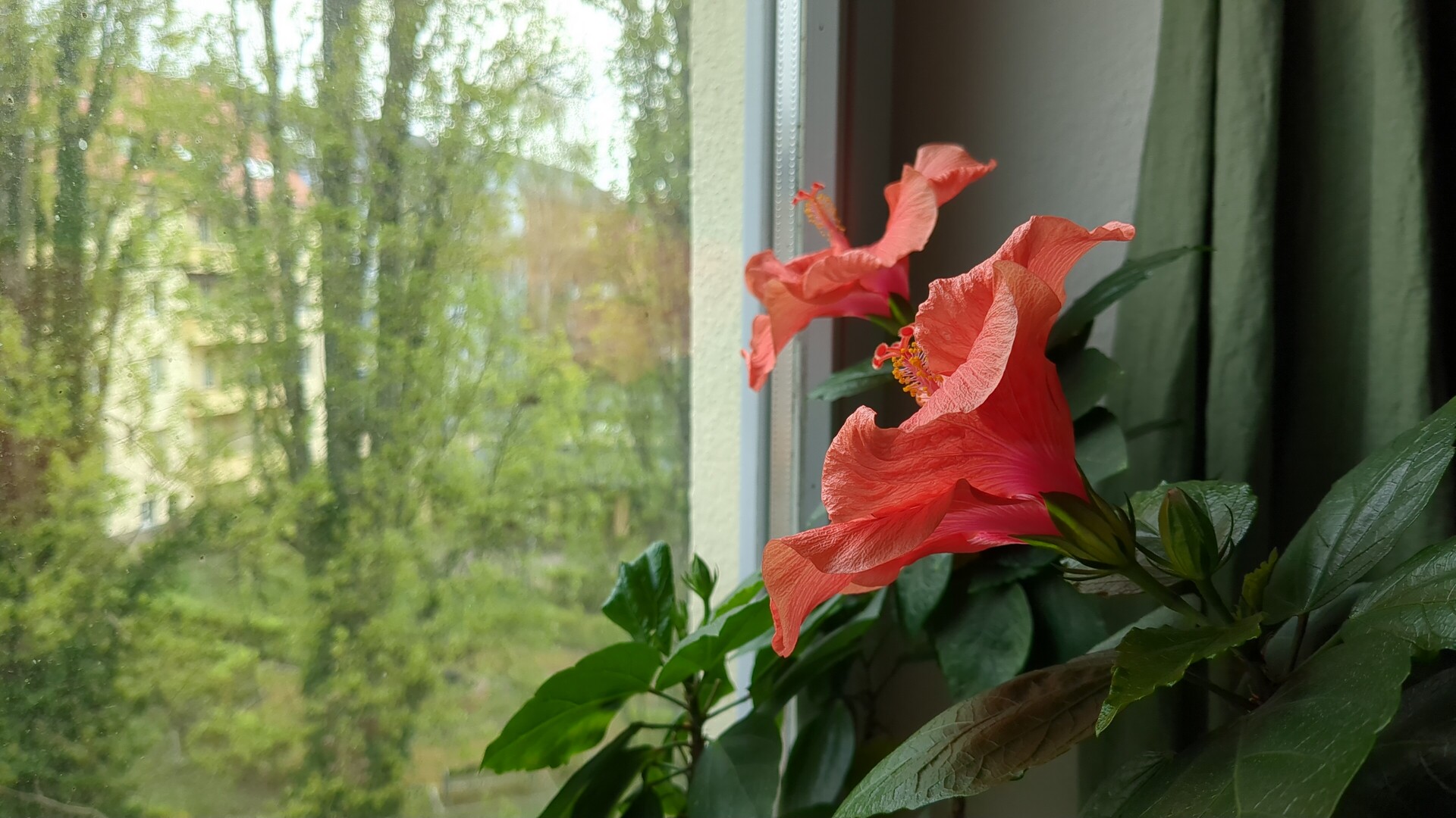 Tropical blooms framed by the soft light of a window view.