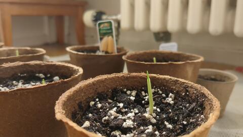 Delicate new life emerging from rich, dark soil.