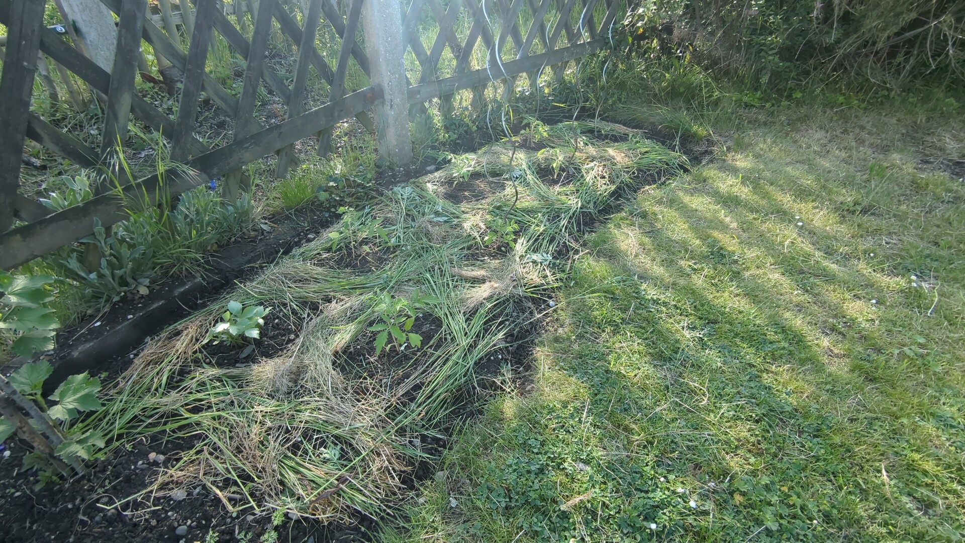 Dappled sunlight filters through a rustic wooden lattice onto a garden bed of long grasses.