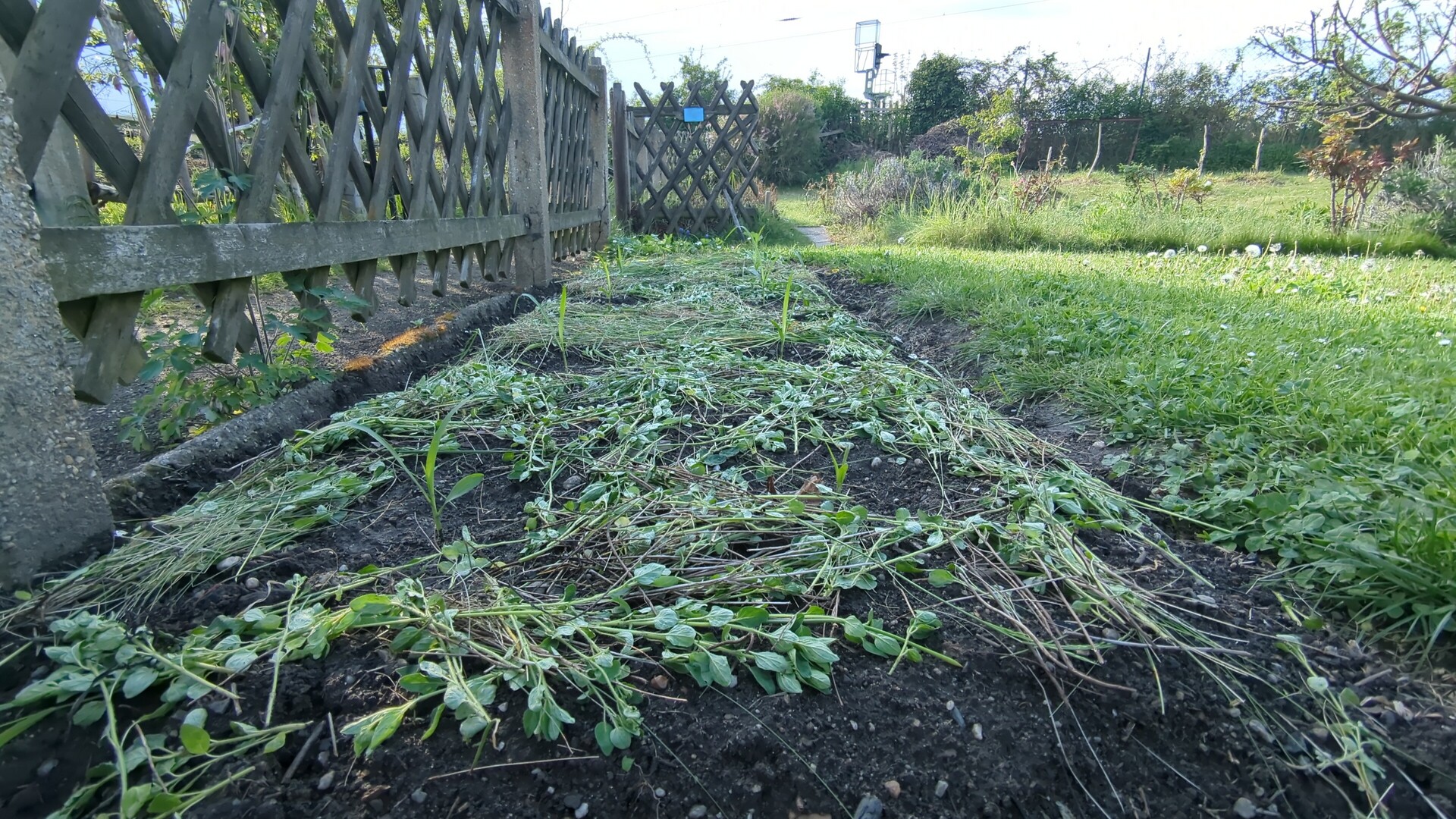 Young seedlings sprout in a rustic garden bed bordered by a weathered wooden fence.