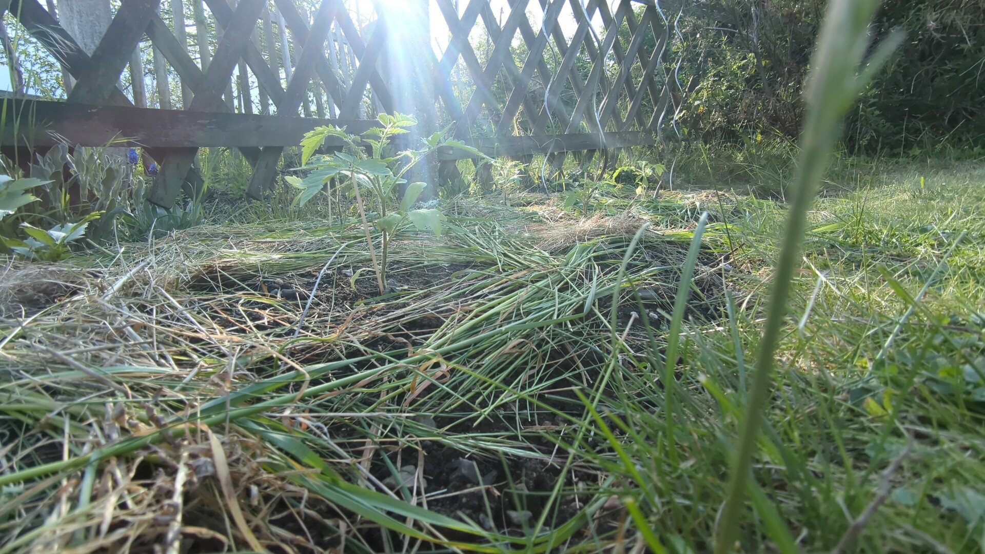 Golden sunlight filters through a rustic wooden lattice onto a textured garden bed of cut grass and young sprouts.