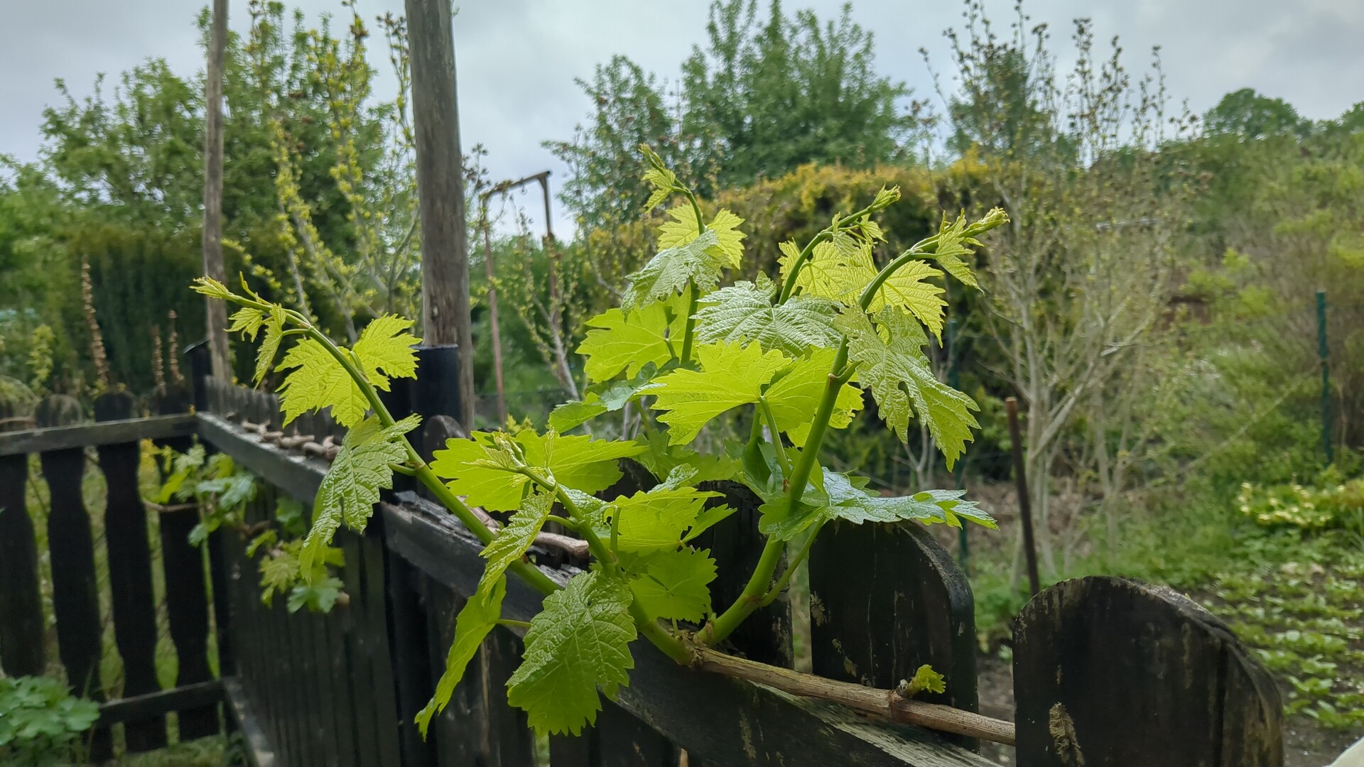 Luminous green grape leaves unfurl along a rustic wooden fence in a soft-focus garden.