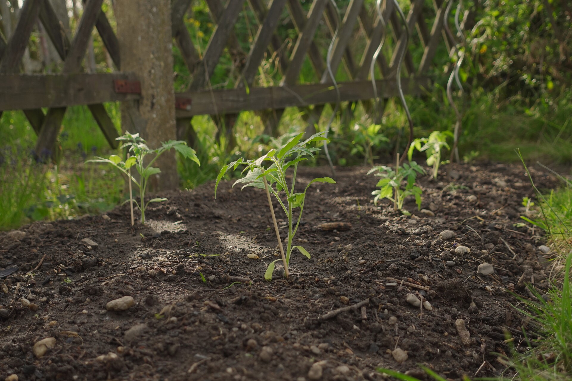 Young tomato seedlings grow in rich soil beneath a rustic wooden trellis.