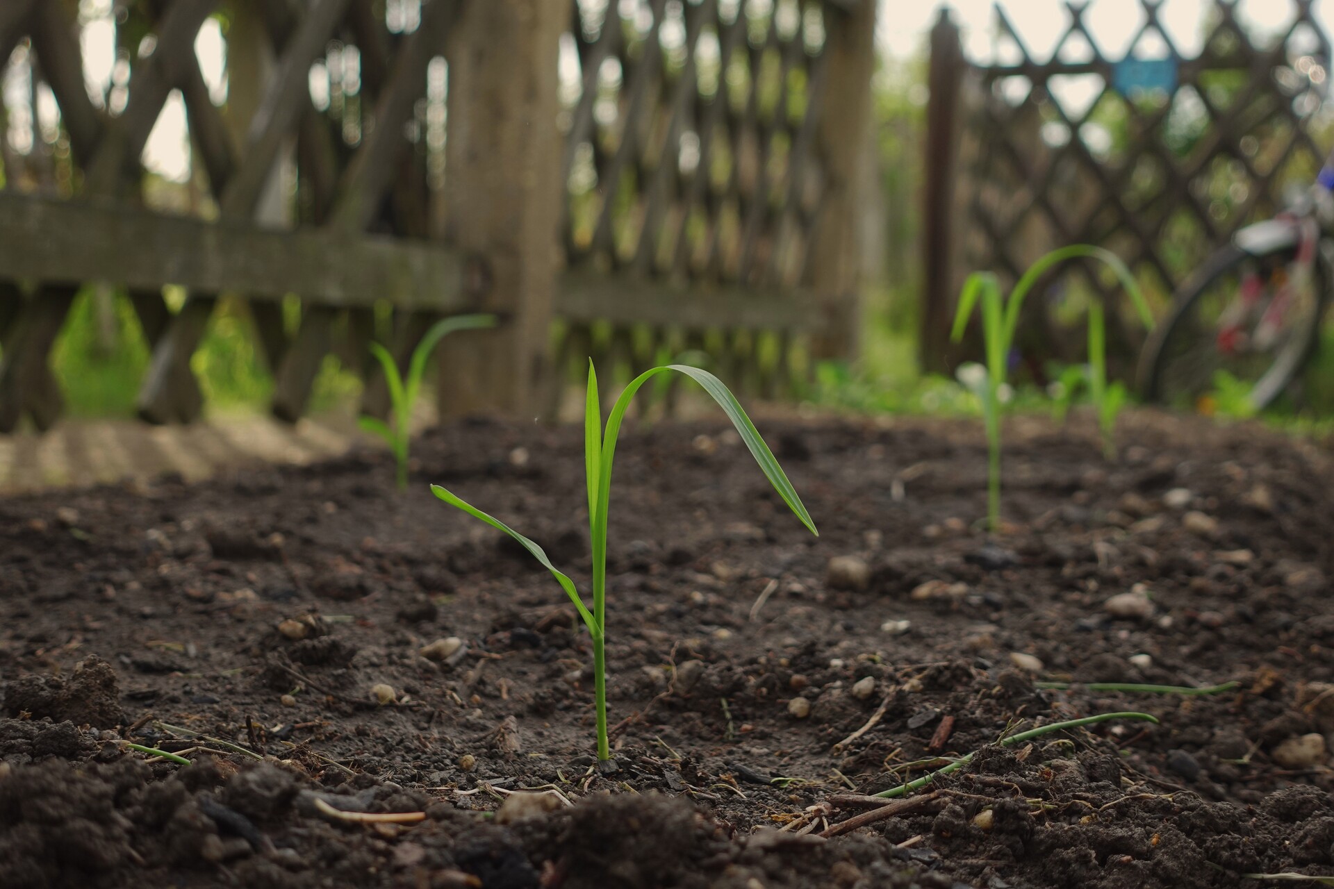 Delicate green sprouts emerging from rich soil against a rustic wooden fence.
