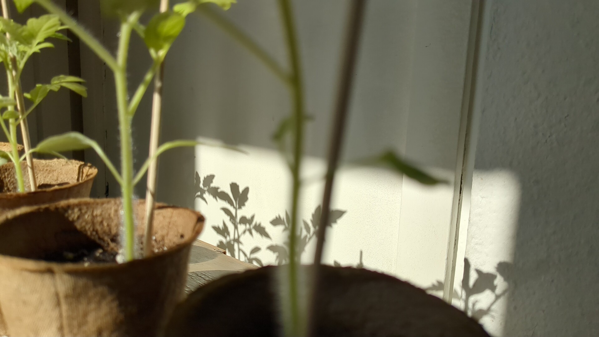 Sun-dappled shadows of potted plants cast against a bright interior wall in soft light.