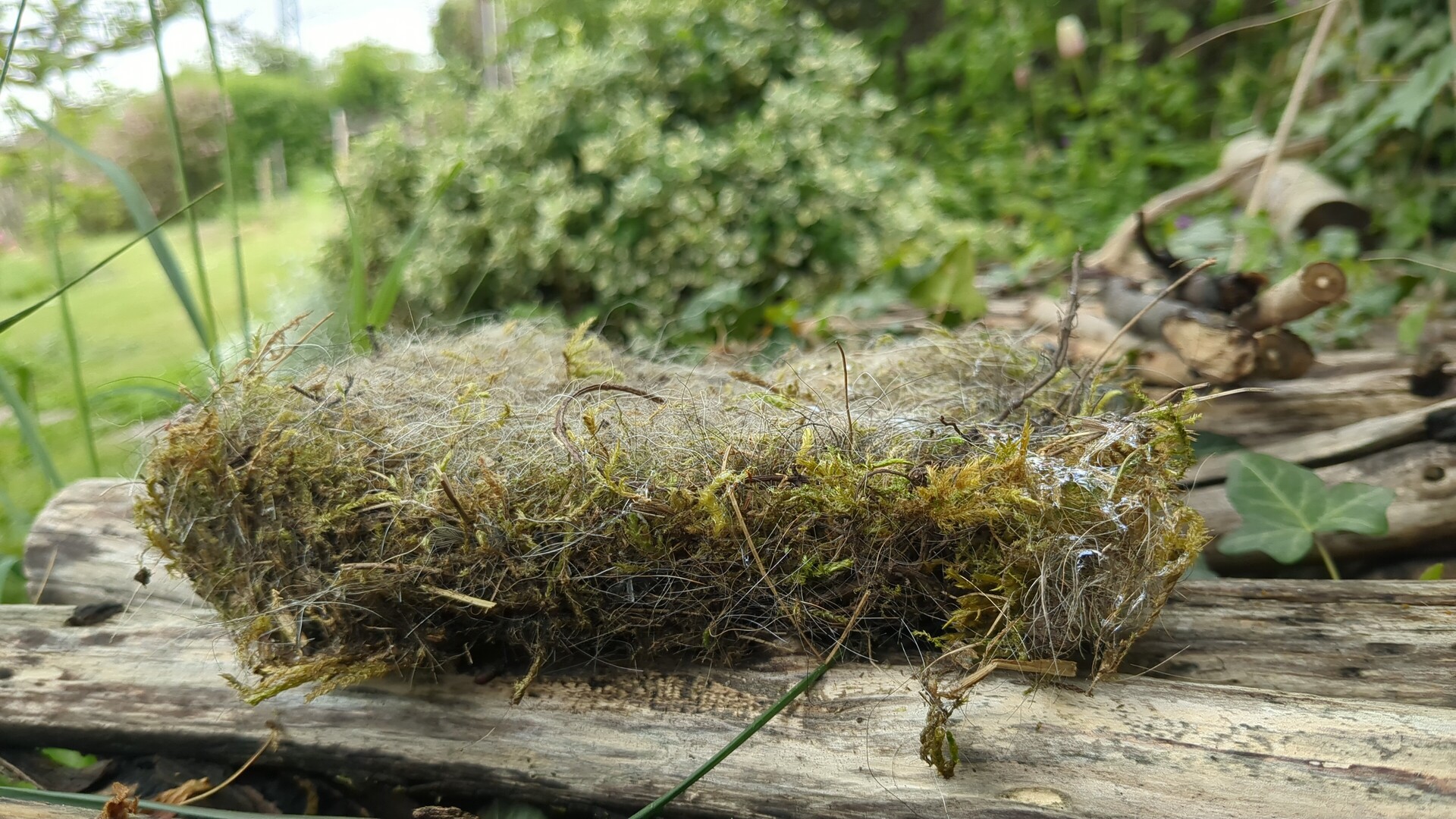 A weathered log draped in thick moss and gossamer threads amidst lush greenery.
