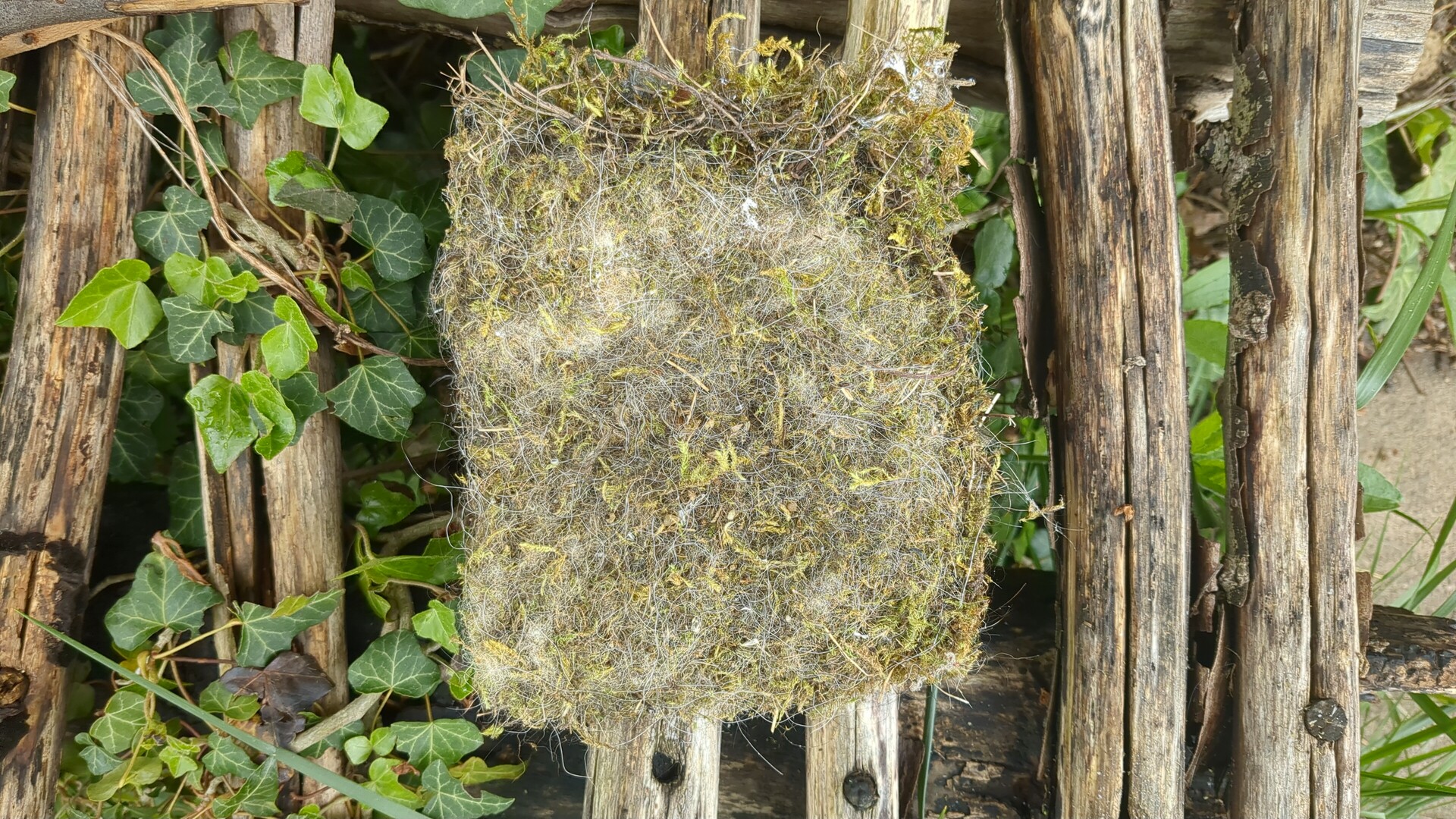 An intricate, woven bird's nest of dried grass nestled against a rustic wooden fence and lush green ivy.
