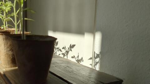 Sunlight illuminating potted greenery and casting delicate leaf shadows.