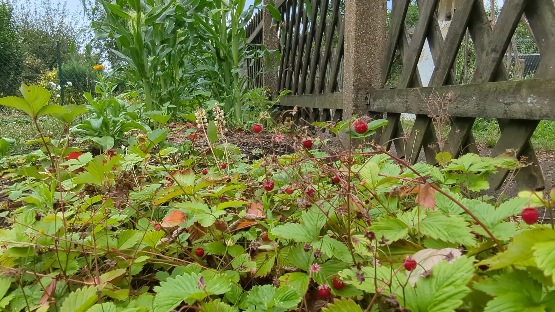 A lush strawberry patch bearing ripe fruit nestled against tall corn stalks and a rustic wooden trellis.