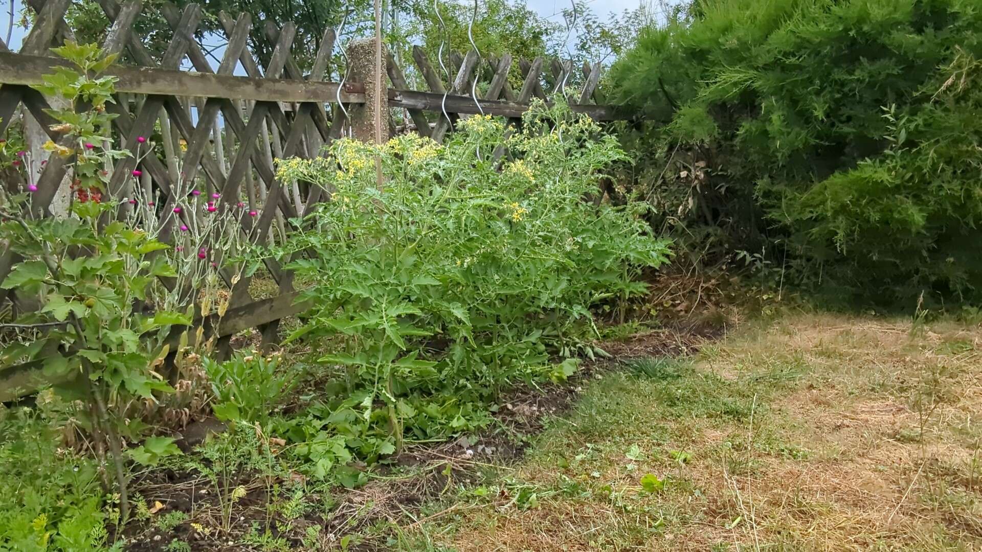 Vibrant tomato plants and delicate wildflowers bloom against a weathered wooden lattice fence.