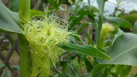Delicate yellow silks of a developing corn ear nestled among lush green foliage.