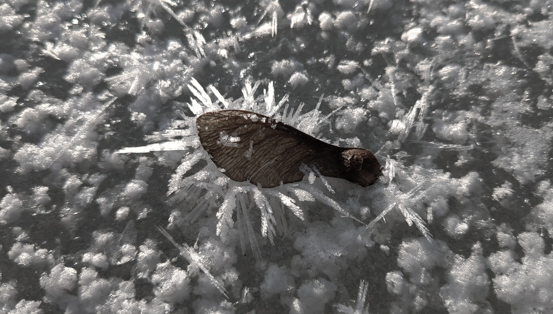 Delicate wings resting on crystalline frost, a study in fragile stillness.