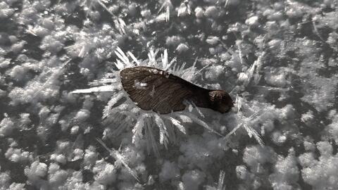 Delicate wings resting on crystalline frost, a study in fragile stillness.
