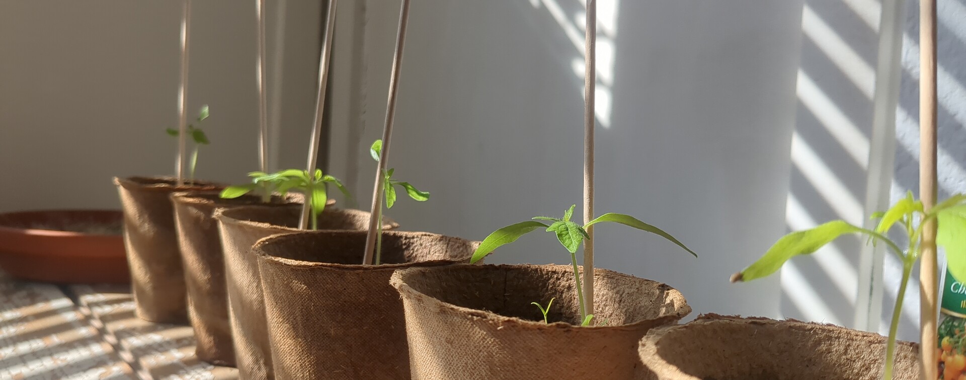 Delicate seedlings reaching for the light in a sun-drenched window.